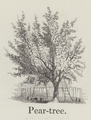 Pear tree (engraving)