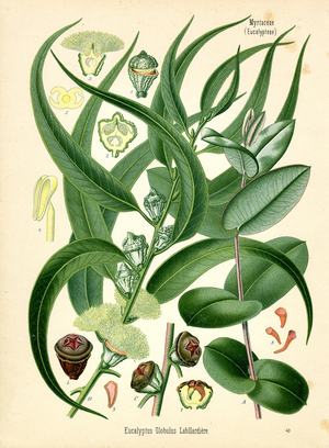 Blue Gum Tree (colour litho)