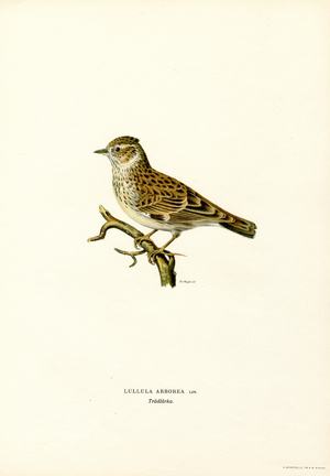 Wood Lark (colour litho)