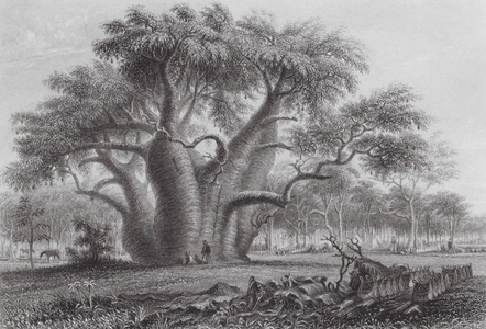Australia: The Boadab Tree (engraving)