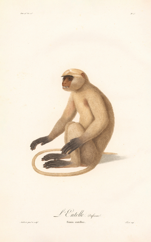 Hanuman Langur (Simia entellus), 1797 (hand-coloured copper engraving)