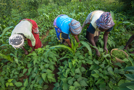 Bean harvest in Machakos, Kenya (photo)
