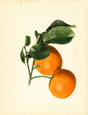 Oranges (Citrus aurantium: Sour x 2/3) (w/c)
