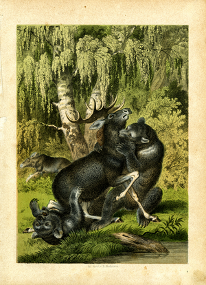 Moose and Bears in Combat (hand-coloured engraving)