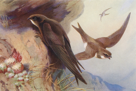 Swift, Alpine Swift (colour litho)