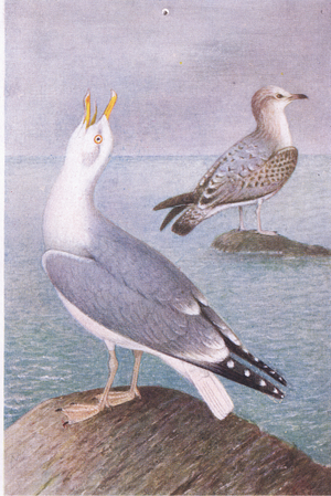 Herring Gull, Postcards,1930's (colour litho)