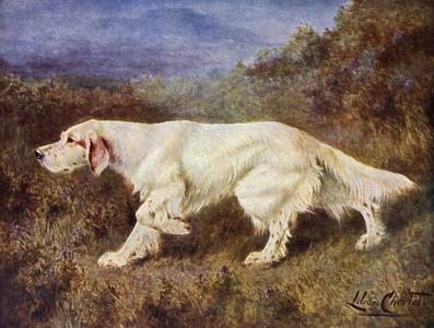 Mr J J Holgate's Typical English Setter Mallwyd Ned (colour litho)