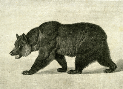 The Grizzly Bear  USA 1891