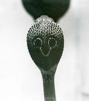 An Indian/Spectacled/Asian/Binocellate Cobra with raised head and flared hood, London Zoo, October 1925 (b/w photo)