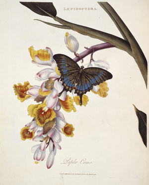 Papilio crino