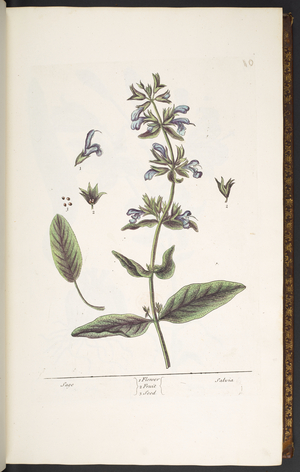 Plate 10, Sage, from 'A Curious Herbal', 1737 (coloured engraving)