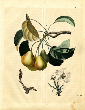 Pear Tree with Fruits and Blossoms (hand-coloured engraving)