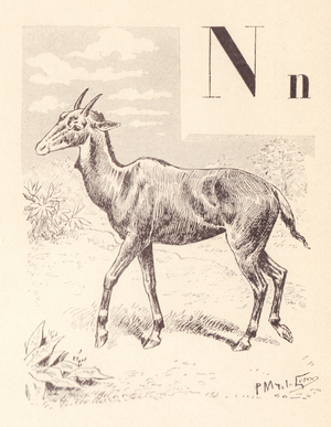N for Nilgaut (antelope) ,1901 (illustration)