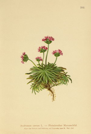 Pink Rock Jasmine (Androsace carnea) (colour litho)