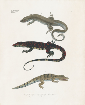 Monitor Lizard, Venomous Lizard, and Alligator from the Reptile Class (hand-coloured litho)