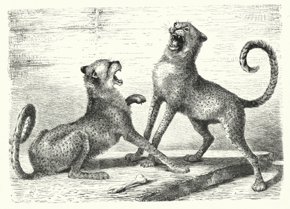 Cheetah (engraving)