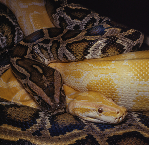 Two Burmese python (photo)