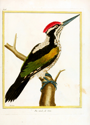 Green Woodpecker from Goa (print)