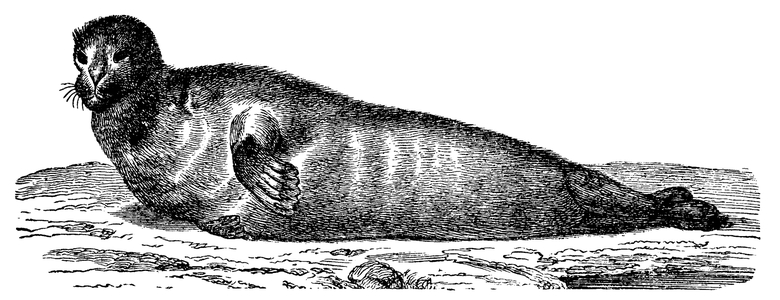 Seal