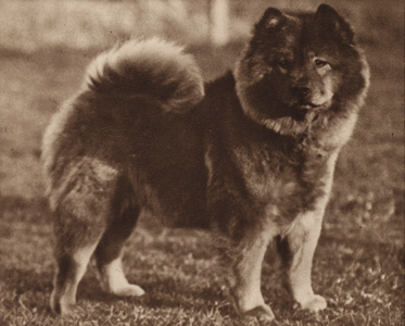 Dogs: The Chow-Chow (b/w photo)