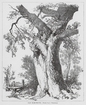 Old Elm-Trunk (litho)
