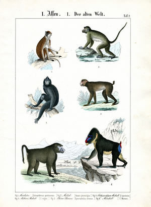 More Monkey Species of the Old World, 1851 (Lithography)