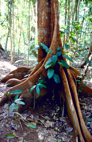 Tropical rainforest in the Daintree National Park, 1998 (photo)