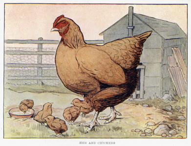 Hen and Chickens (colour litho)
