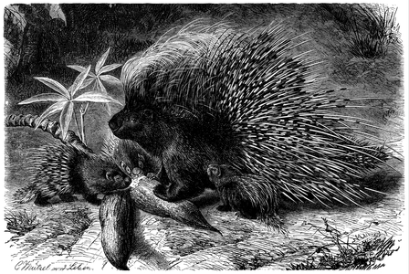 Porcupine