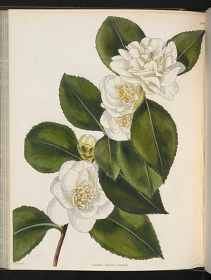 Camellia Japonica compacta