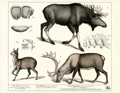 Northern deer species and musk deer, 1858 (lithography)