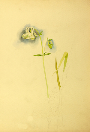 Flowers, 1966 (w/c on paper)