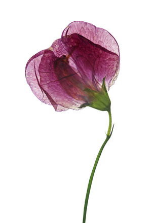 Sweet pea, 2012 (photographic c-print)