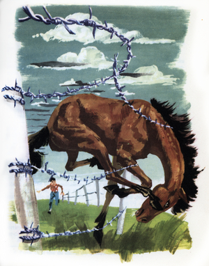 My friend Flicka” by Mary O'Hara, 20th century (illustration)