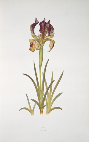 Plate from The Genus Iris, 1913 (print)
