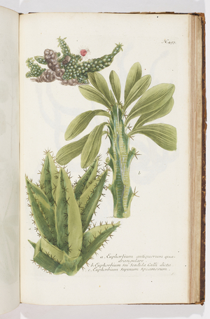 Euphorbium, 1737 (engraving)