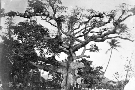 Banyan tree