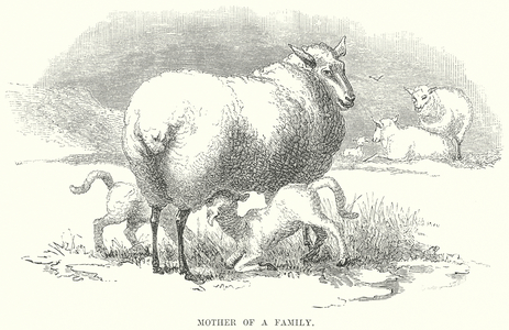 Mother of a Family (engraving)