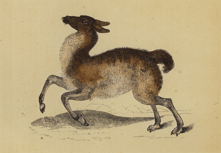 Llama (colour litho)