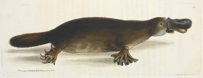 Platypus.