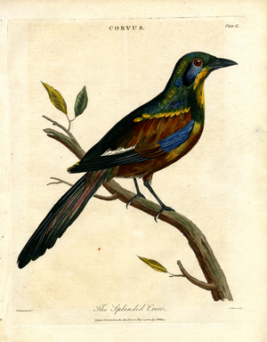 The Splendid Crow, 1810 (print)