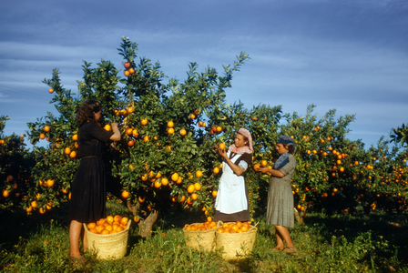 Women picking Seville oranges used for marmalade in orange grove, Seville, Spain, 1950., 1950 (photo)