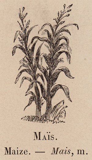 Le Vocabulaire Illustre: Mais; Maize (engraving)