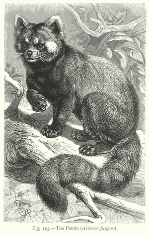 The Panda (Ailurus Fulgens) (engraving)