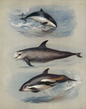 Porpoise, Risso's Grampus, White-sided Dolphin (colour litho)