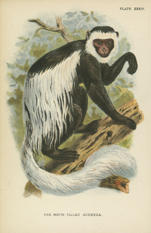 The White-Tailed Guereza (colour litho)
