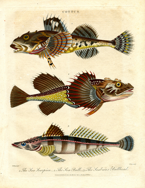 Cottus – Sculpins and Sea Scorpions, 1810 (print)