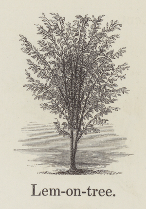 Lemon tree (engraving)