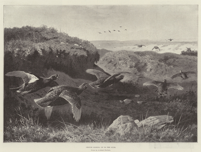 Grouse gliding up to the Guns (litho)
