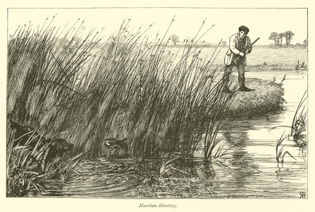 Moorhen Shooting (engraving)